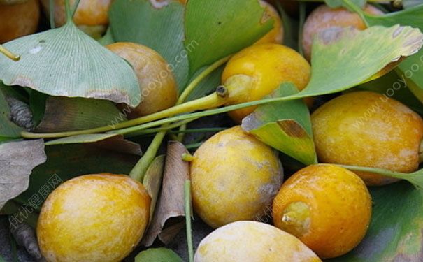 白果什么时候成熟？白果什么时候采摘？(3)