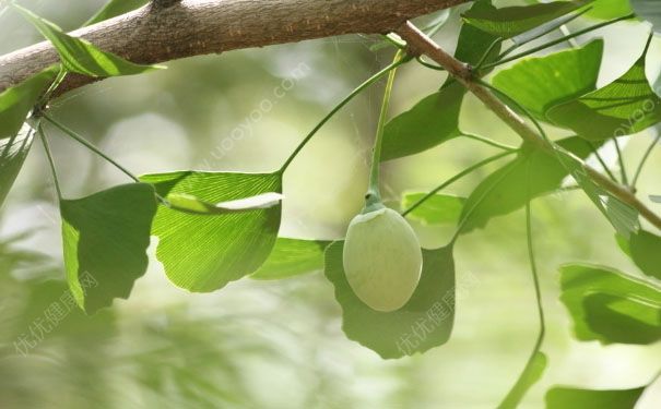 银杏树果实什么时候成熟？银杏树果实怎么吃？[多图]