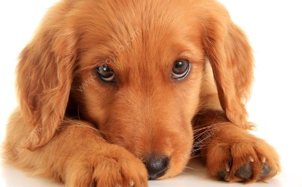 宠物需要打什么疫苗？宠物打疫苗注意事项(3)