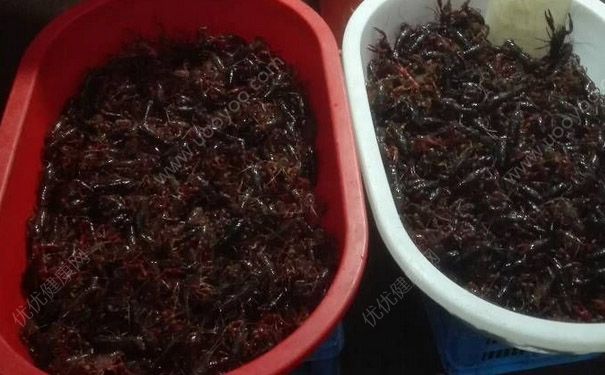 苹果和虾能一起吃吗？为什么苹果和虾不能一起吃？(7)