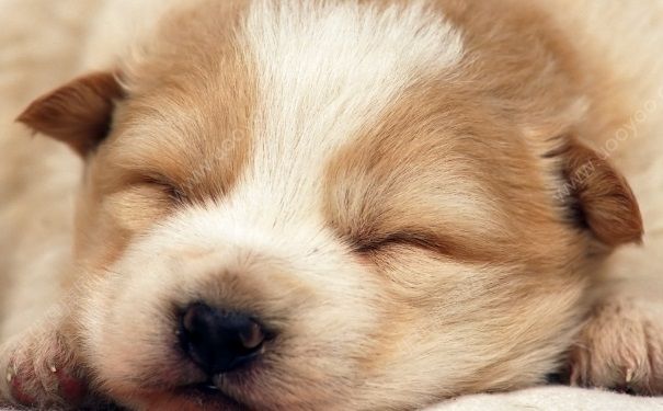 宠物需要打什么疫苗？宠物打疫苗注意事项(2)