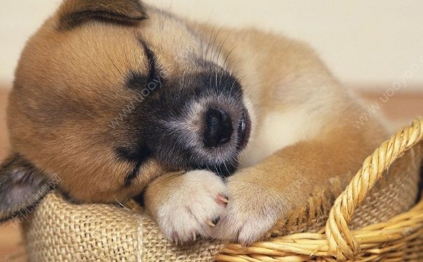 宠物需要打什么疫苗？宠物打疫苗注意事项[多图]