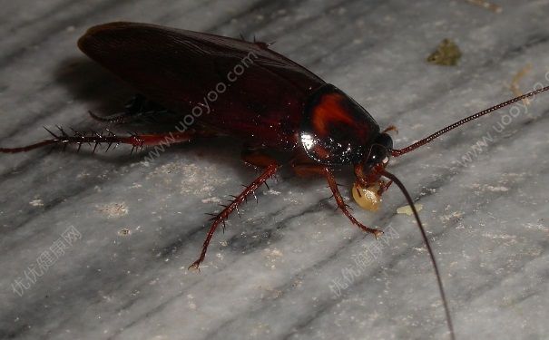 冬天有蟑螂吗？冬天蟑螂会死吗？[图]