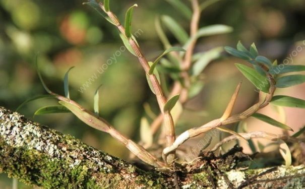 隐翅虫伤人 隐翅虫咬了用什么药？[图]