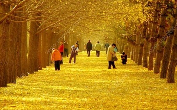 秋季养生吃什么？秋季养生膏方做法大全[图]