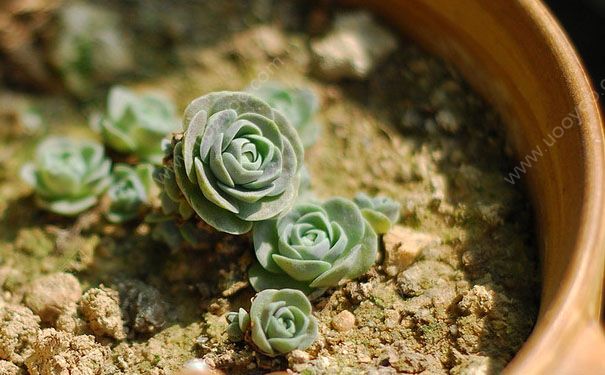 子持莲华怎么养？养子持莲华要注意什么？[图]