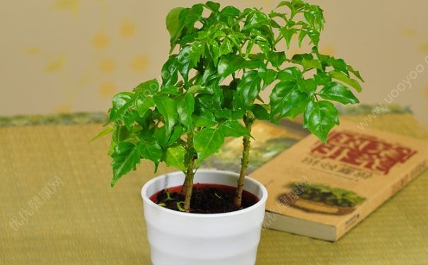 幸福树有毒吗？幸福树有哪些用途？[图]