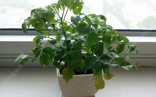 幸福树怎么养才茂盛？幸福树的功效与作用[图]