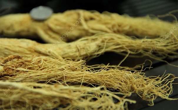 人参的吃法 人参的功效与作用禁忌[图]