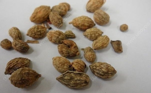 益智仁是什么？益智仁的功效与作用(1)