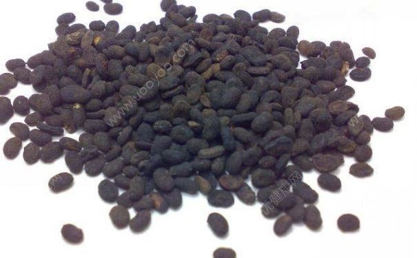 补骨脂是什么？补骨脂的功效作用(1)