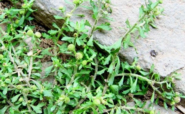 鹅不食草能泡水喝吗？鹅不食草的功效与作用[图]