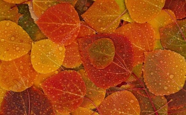 秋季肺火旺怎么办？秋季肺火旺如何降火？[图]