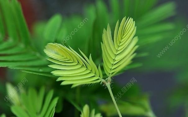 含羞草是中药吗？含羞草的功效与作用(1)