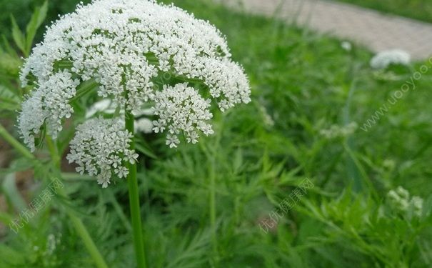 蛇床子有什么功效？阳虚怎么调理？(1)