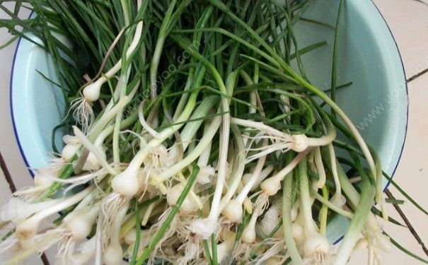 小根蒜的功效与作用 小根蒜有毒吗？(1)