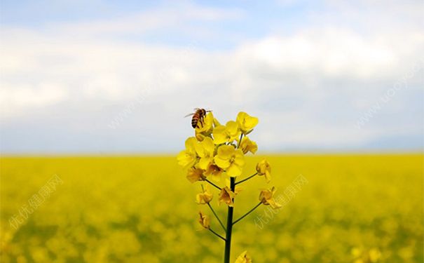 黄芪不适合什么人吃？黄芪不适合人群(1)