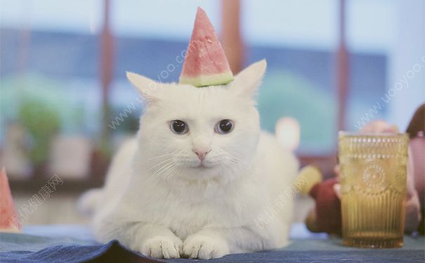 养宠物有什么坏处？养宠物的坏处(1)