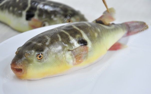 河豚中毒的症状是怎样的？河豚中毒有哪些症状？[图]