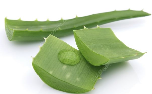 芦荟面膜要洗吗？芦荟敷脸后要洗脸吗？(1)
