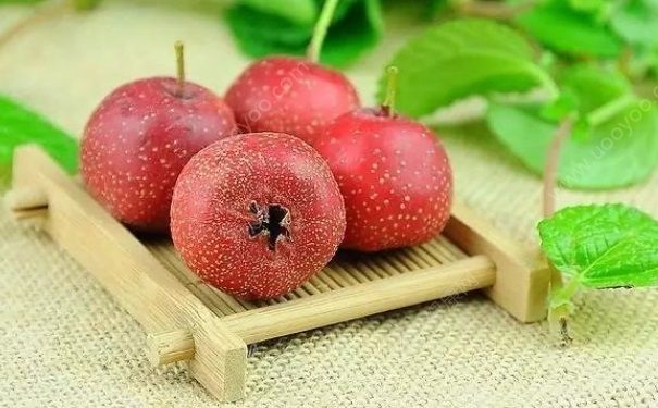 吃山楂会导致胃石症吗？哪些食物对胃部有害？(1)