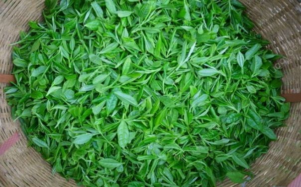 生茶和熟茶哪个好？生茶和熟茶的区别[图]