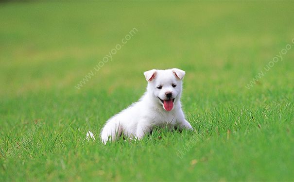 怀孕能养狗狗吗？怀孕能不能养狗狗？(1)