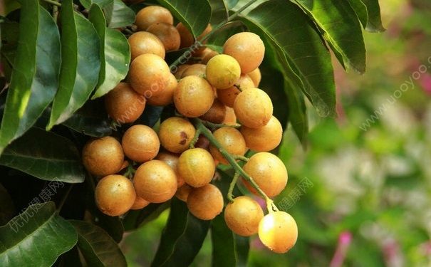 吃黄皮果会上火吗？黄皮果吃了会上火吗？[图]