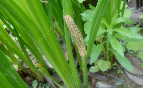 菖蒲的功效与作用有哪些？菖蒲怎么吃？[图]