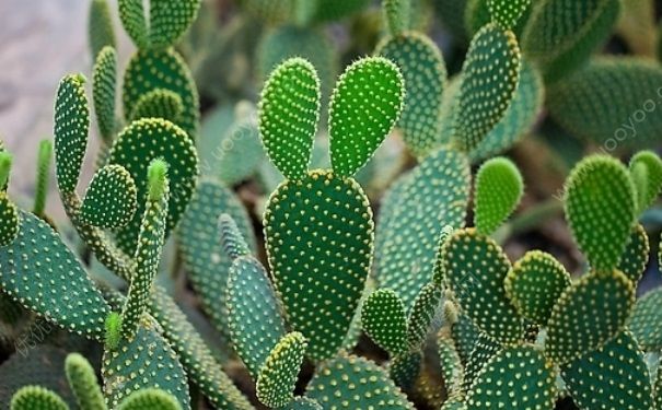 仙人掌如何美容？怎样用仙人掌美容？(1)