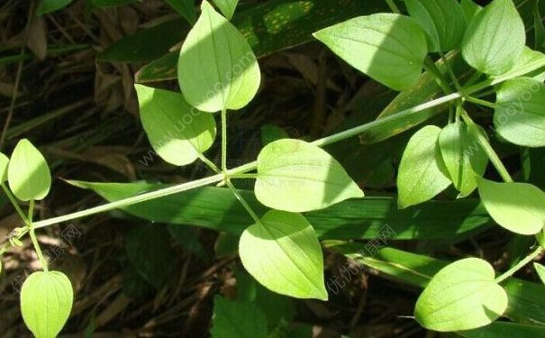 茜草有什么功效？茜草的功效与作用及禁忌[图]