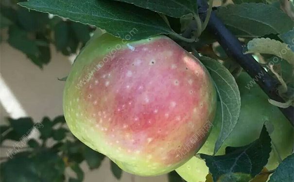 眼角长斑怎么办？眼角长斑怎么去掉？(1)