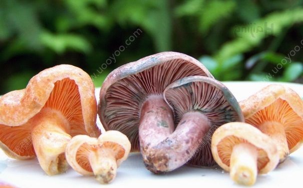 野生蘑菇的鉴别方法有哪些？野生蘑菇什么样的能吃？[图]