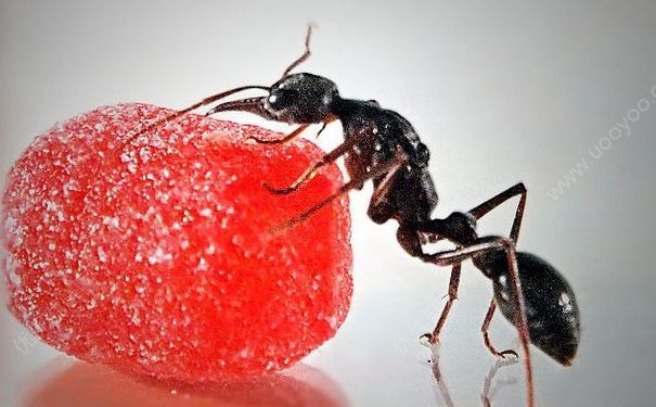 家里有蚂蚁怎么办？家里有蚂蚁怎么办能根？(1)