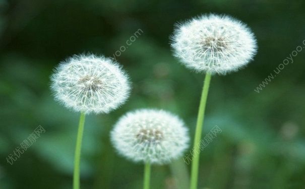 蒲公英有什么作用？如何用蒲公英美容？(1)