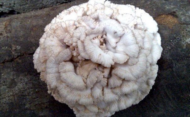 雪莲菌的功效与作用及食用方法 雪莲菌的食用禁忌[图