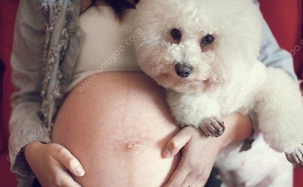 家里有孕妇可以养狗吗？孕妇可以养宠物吗？[图]