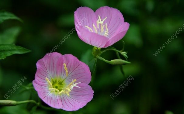 月见草油经期可以服用吗？月见草油经期能吃吗？[图]