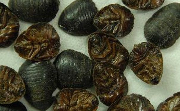 土鳖虫有什么功效？土鳖虫的功效与作用及禁忌(1)