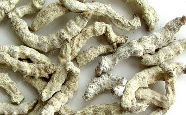 僵蚕有什么功效？僵蚕的功效与作用及禁忌(1)