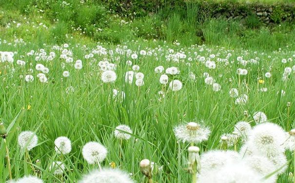 蒲公英能治痘痘吗？蒲公英治痘痘效果怎么样？(1)