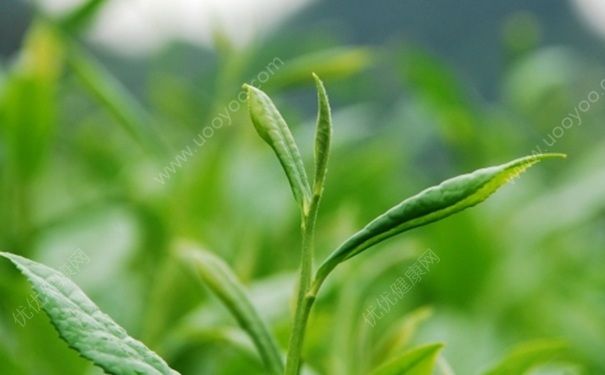 喝茶能美白吗？绿茶有什么功效作用？(1)