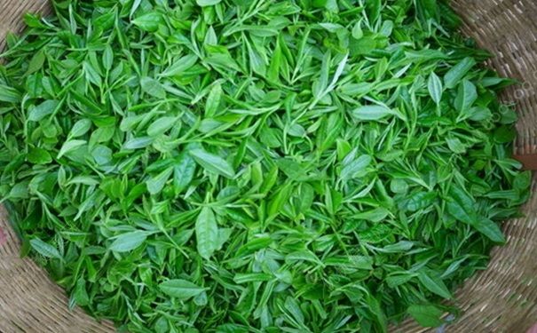 茶叶能促进新陈代谢吗？哪些小方法能抗皱紧肤？(1)