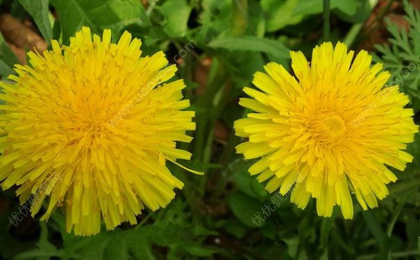 蒲公英花治雀斑的方法是怎样的？蒲公英花治雀斑效果怎么样？(1)