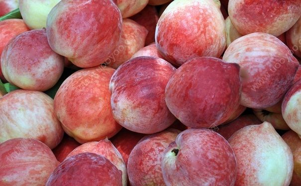 催熟的桃子怎么分辨？催熟的桃子是什么样的？[图]