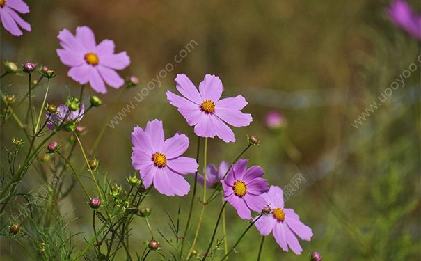 如何去除鱼痣？鱼痣怎么去除小妙招？(1)