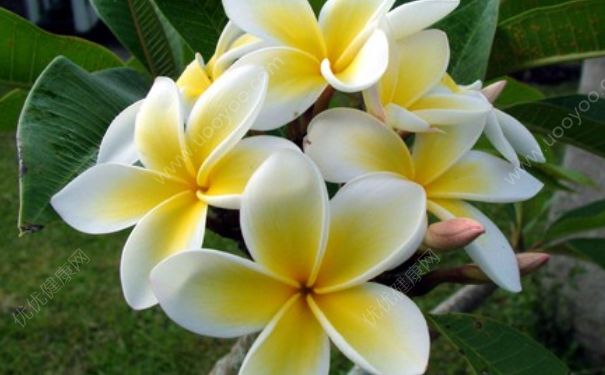 素馨花的功效与作用 素馨花花语[图]