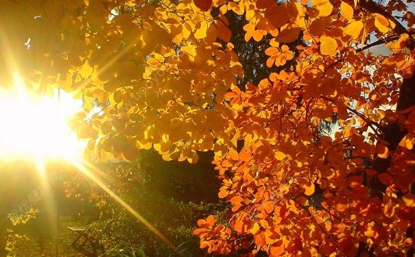 秋分如何养生？秋分节气养生方法[图]