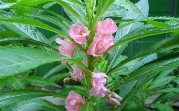 凤仙花怎么泡脚？凤仙花泡脚有什么作用？[图]