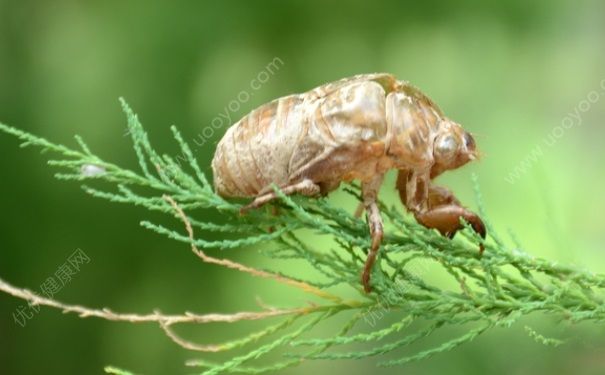 蝉蜕怎么治疗皮肤病？蝉蜕治疗皮肤病的方法[图]